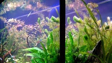 102l -  Fishtank_2 - S.S.