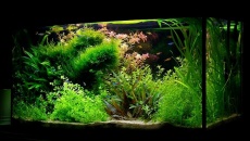 102l -  Fishtank_2 - S.S.