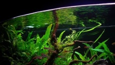 102l -  Fishtank_2 - S.S.