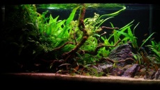 102l -  Fishtank_2 - S.S.