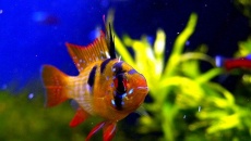 200l - FISHTANK | Sebastian Stolarski