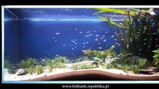 200l - FISHTANK | Sebastian Stolarski