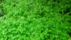 Micranthemum monte carlo gnije.