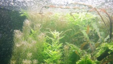 The International Aquatic Plants Layout Contest 2016