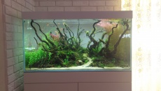 250l - Stones and roots - ynfqaab