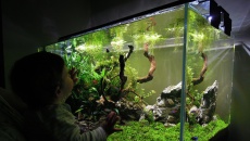 182l -  Fishtank_3 - S.S.