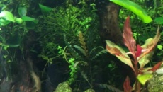 Akwarium pod frywolną damą