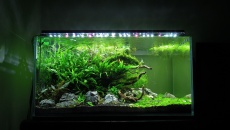 182l -  Fishtank_3 - S.S.