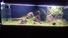 Pierwsze Iwagumi i 375L