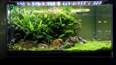 182l -  Fishtank_3 - S.S.