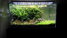 182l -  Fishtank_3 - S.S.