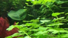 Akwarium pod frywolną damą