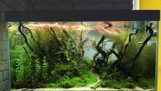 250l - Stones and roots - ynfqaab