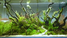 250l - Stones and roots - ynfqaab