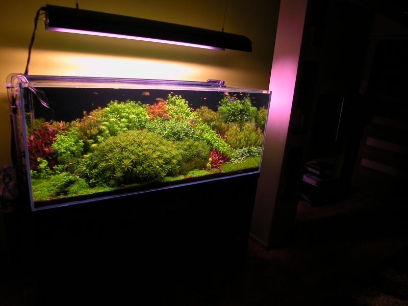 DSCN4985.JPG