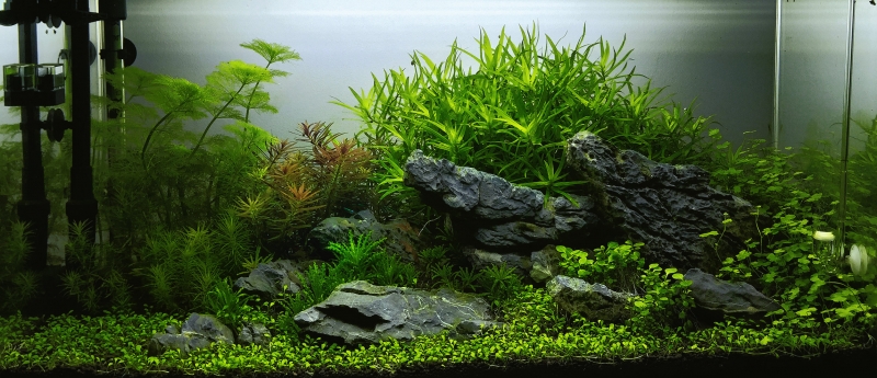 Akwarium_18_07.jpg