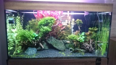 Problem z Eleocharis