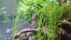 Problem z Eleocharis