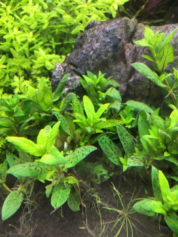 Image1469120575.922971.jpg