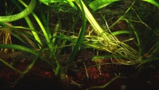 Paludarium 25l