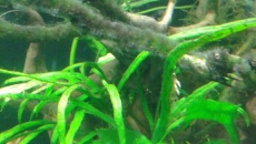 Czarno brązowe plamy ma microsorium 