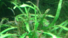 Czarno brązowe plamy ma microsorium 