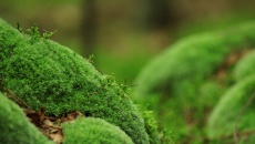 Nasze inspiracje - zdjęcia akwariów i wycinków natury