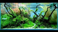 250l - Stones and roots - ynfqaab