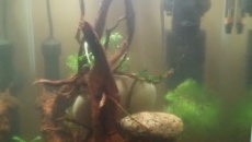 Porady i Pomoc Krewetkarium 30l