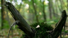 021l - High roots - Piotr Baszucki
