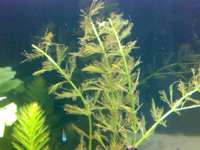 04062008166.jpg