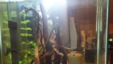 Porady i Pomoc Krewetkarium 30l