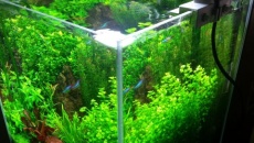 031l - Garden Stone -  Emet Brown
