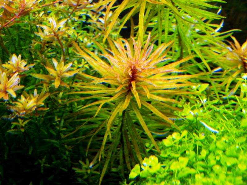 P1018447.JPG