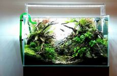 064l - ATP - ADA Cube Garden - Adam Golik