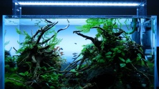 064l - ADA Cube Garden - Adam Golik
