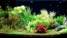 112l - Cytruskowe - cytrusek