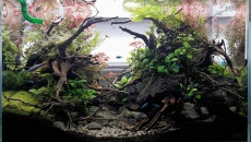 064l - ADA Cube Garden - Adam Golik