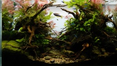 064l - ADA Cube Garden - Adam Golik