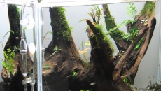 064l - The Tree of Soul - waska