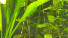 Bacopa i Rotala