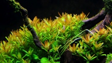 180l - DarkSoil Ferka - Akwarium roślinne - Piotrek Dymowski