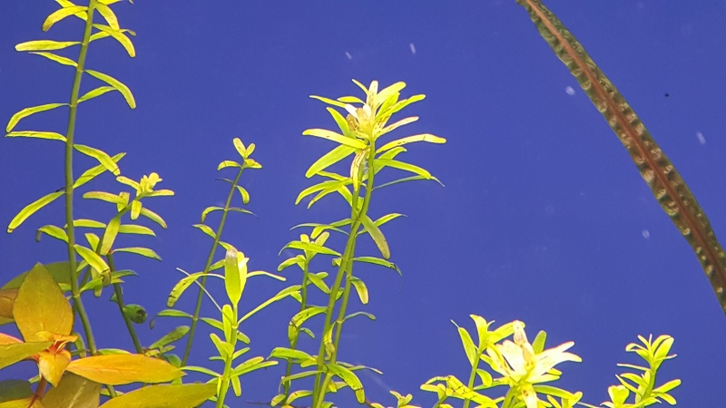 rotala.jpg