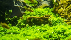500l - The Pirate Corner - Prospero