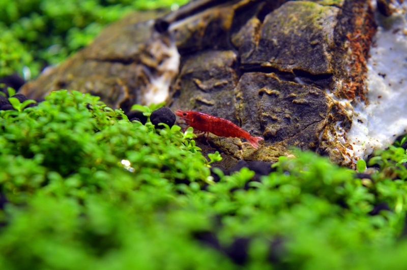 DSC_0098.jpg