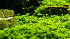 500l - The Pirate Corner - Prospero