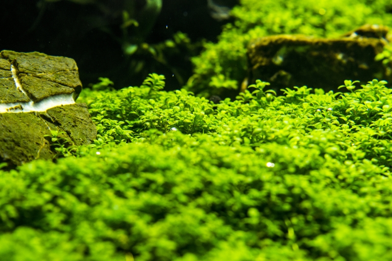 DSC_0078a.jpg