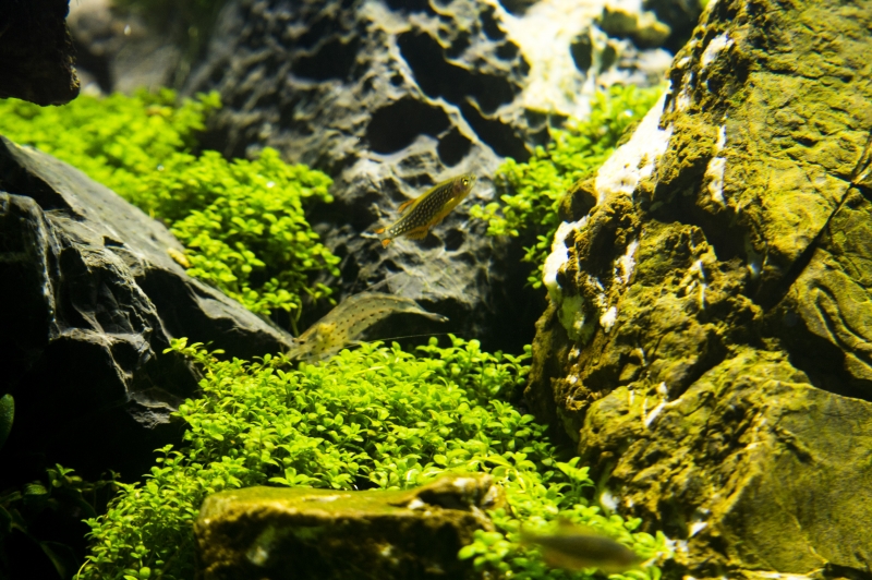 DSC_0083a.jpg