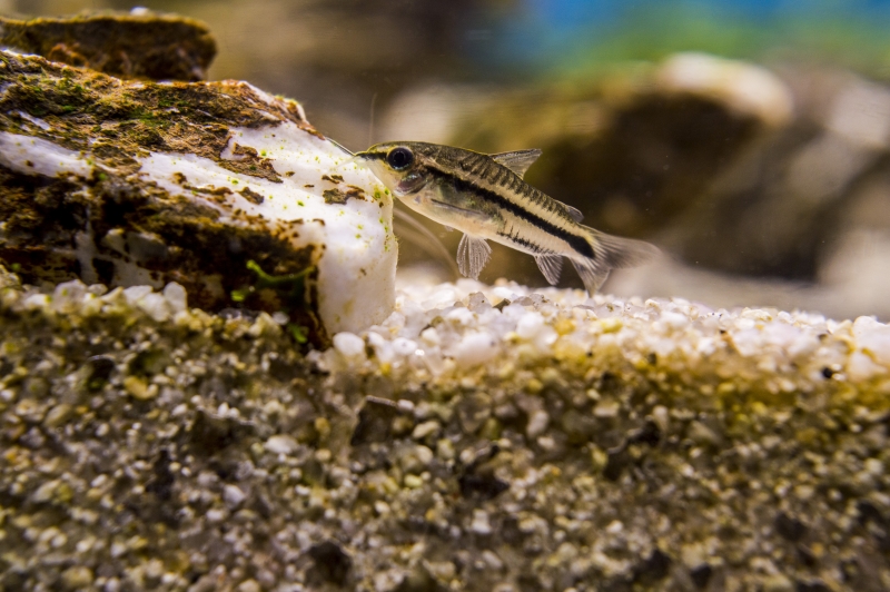 DSC_0092a.jpg