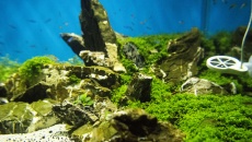 500l - The Pirate Corner - Prospero
